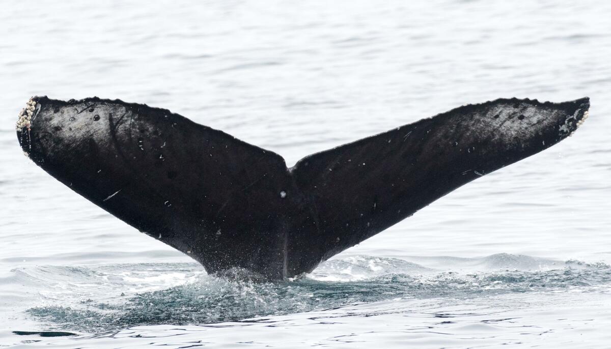 Fluke of CRC-16453