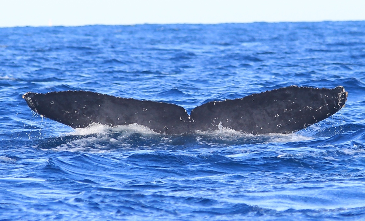 Fluke of CRC-12509