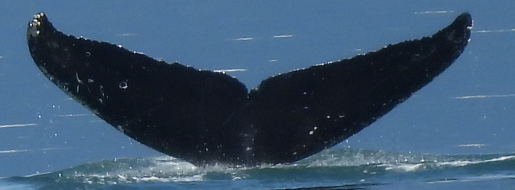 Fluke of SEAK-2160