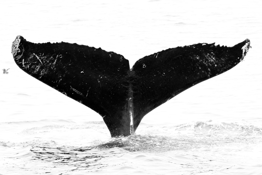 Fluke of CRC-11338