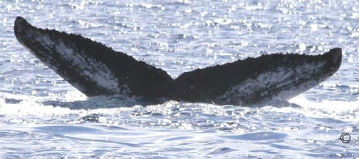 Fluke of HW-MN0441420