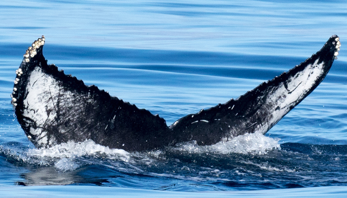 Fluke of CRC-16458