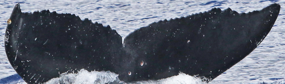 Fluke of PIFSC-HIMn_00025