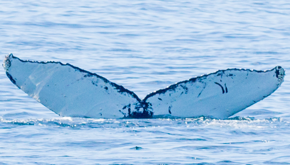 Fluke of CRC-11303