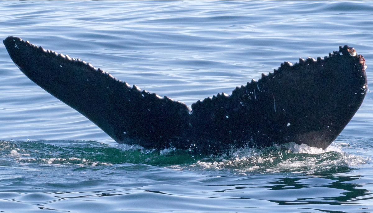 Fluke of Bread Knife (California)
