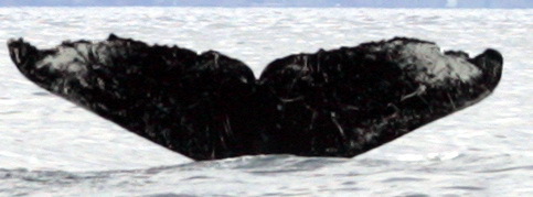 Fluke of паук (RCHP)