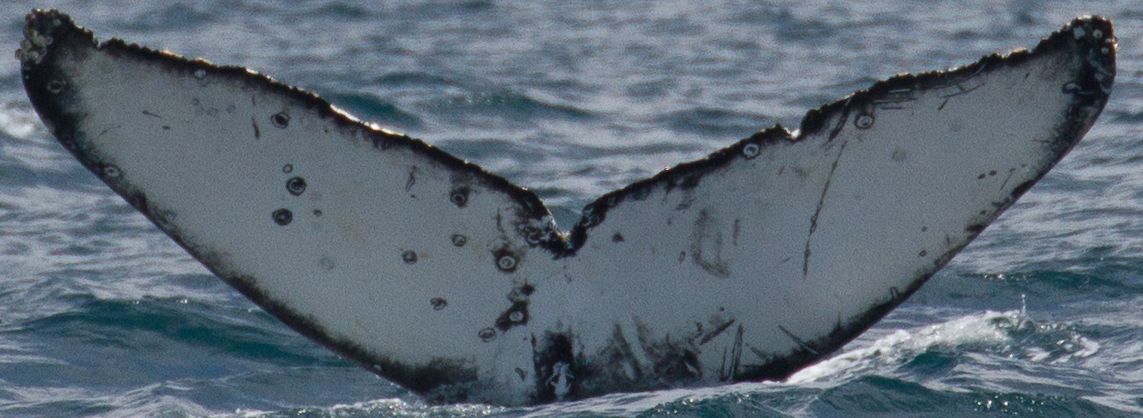 Fluke of CRC-16404