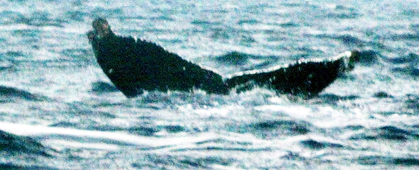 Fluke of pseudopuca (RCHP)