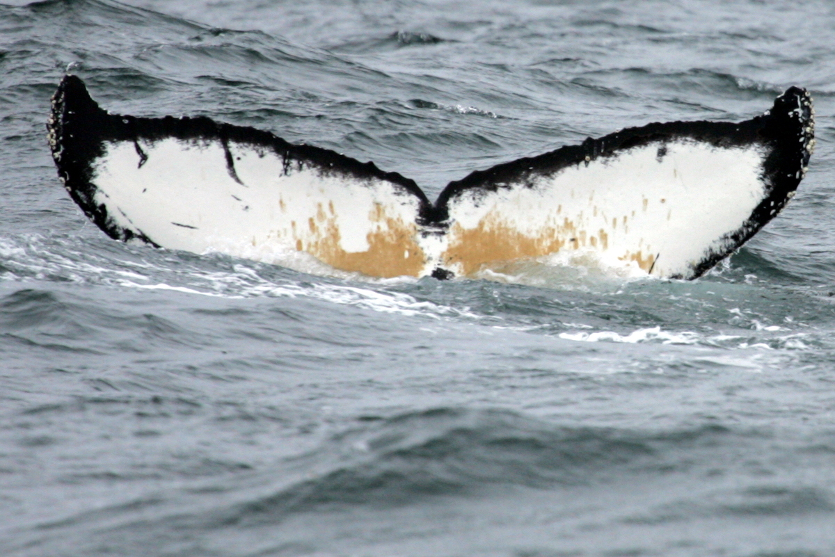 Fluke of бомбардир (RCHP)