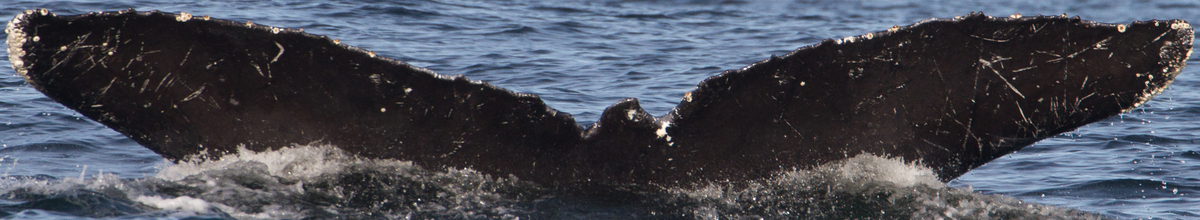 Fluke of CRC-12499