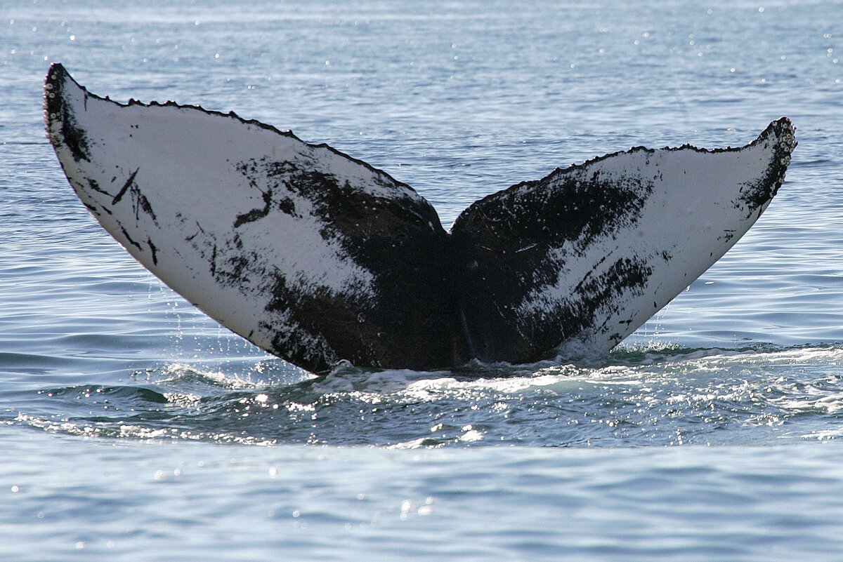 Fluke of ангел (RCHP)