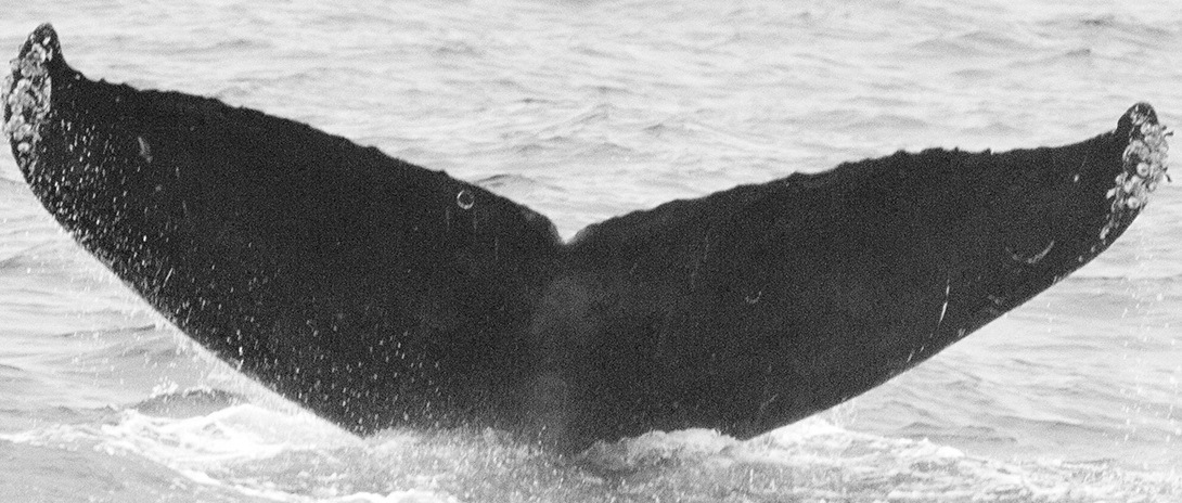 Fluke of Cleo Ludell (California)