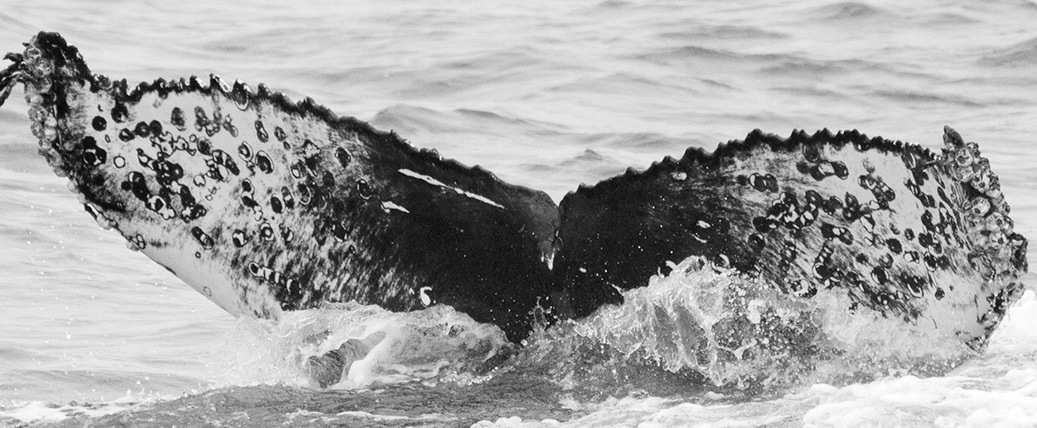 Fluke of CRC-15178