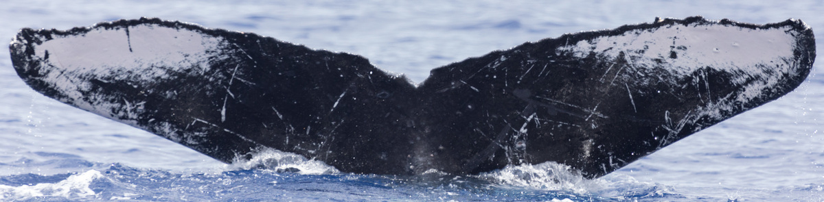 Fluke of RCHP-10RUCO577
