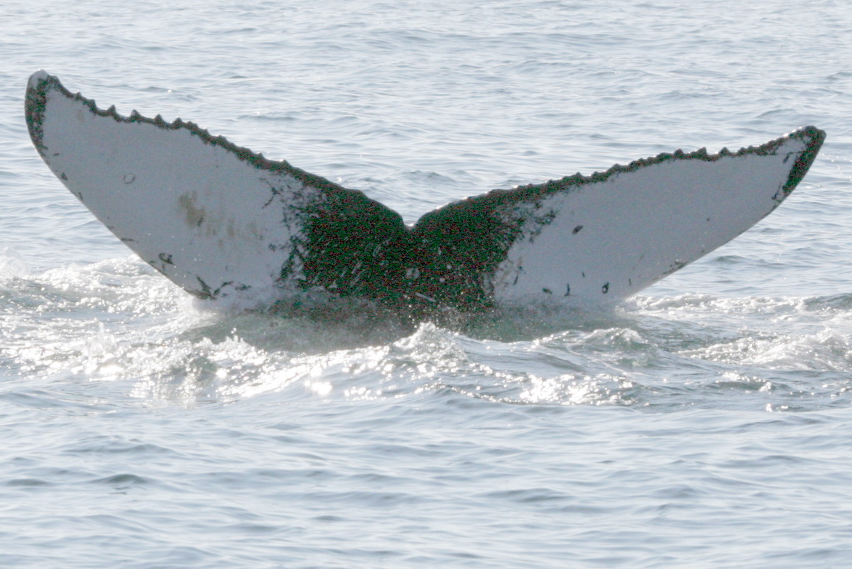Fluke of Kelp (RCHP)