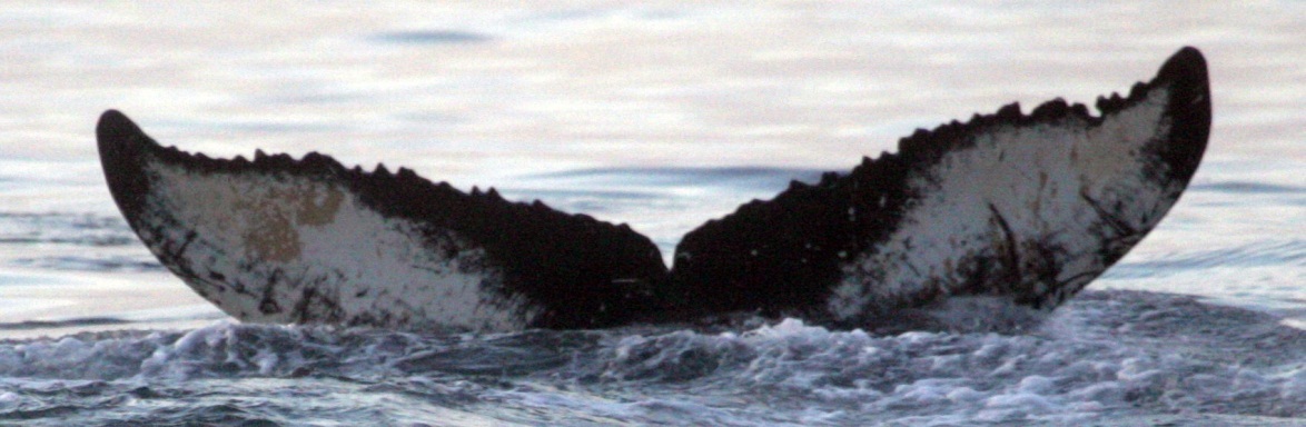 Fluke of дино (RCHP)