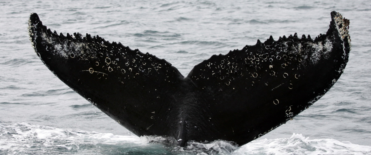 Fluke of 650_бусина (RCHP)
