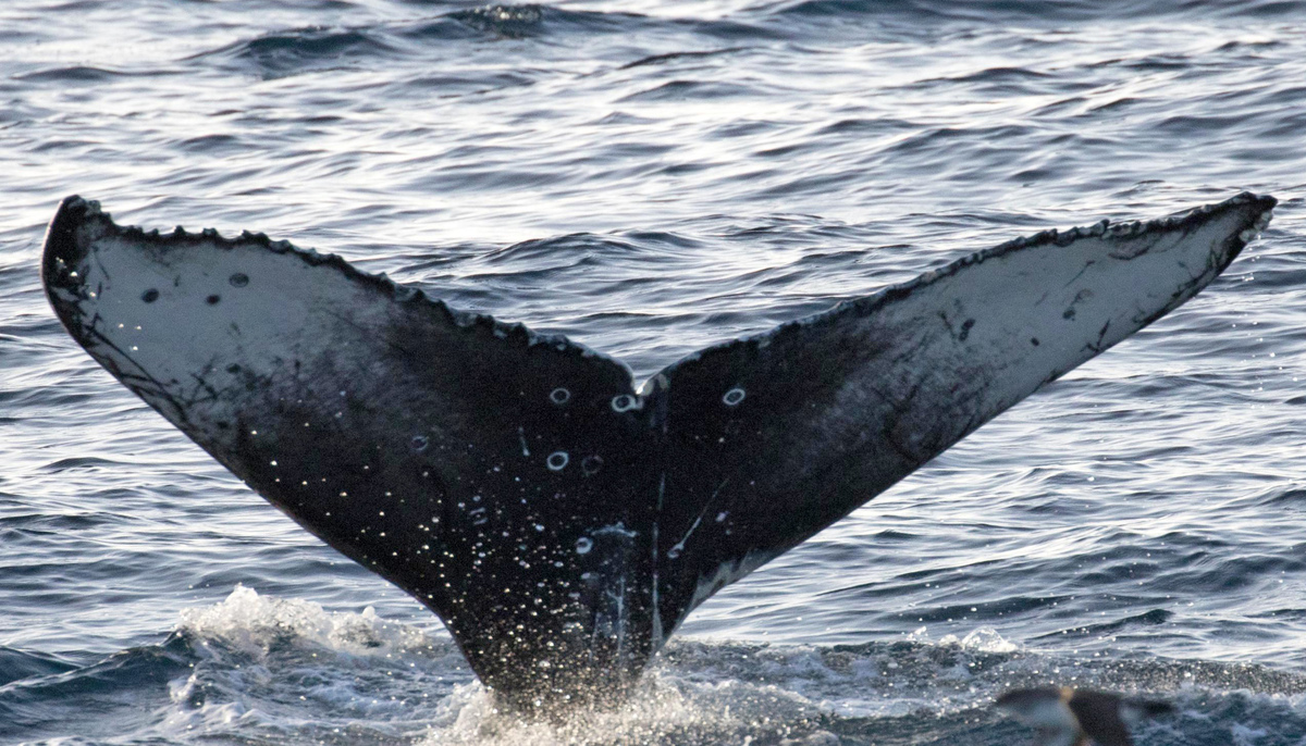 Fluke of CRC-16657