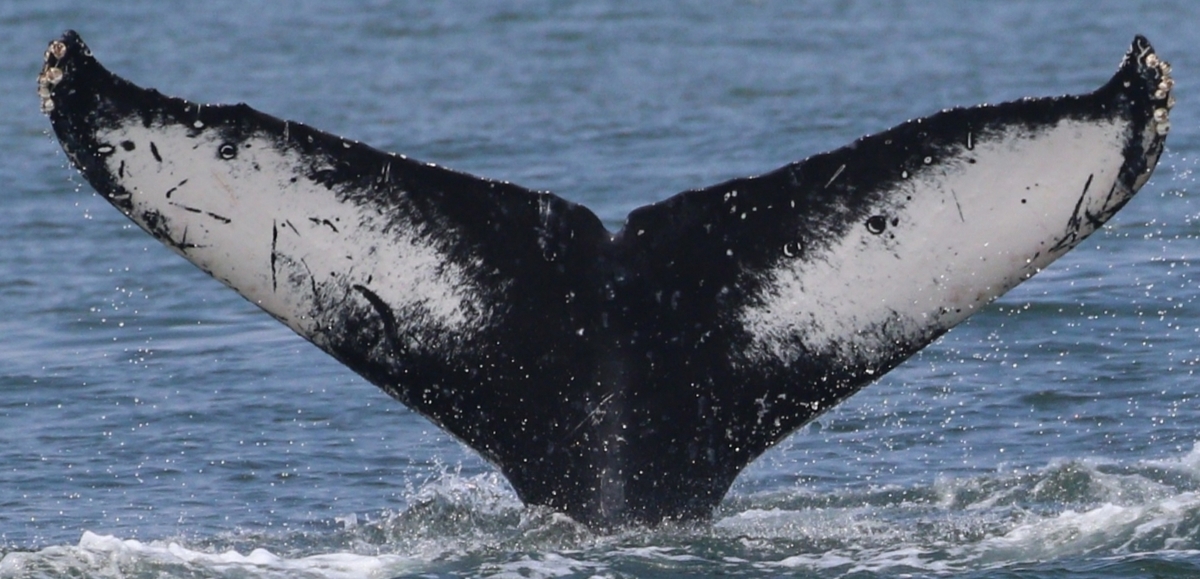 Fluke of CRC-16743