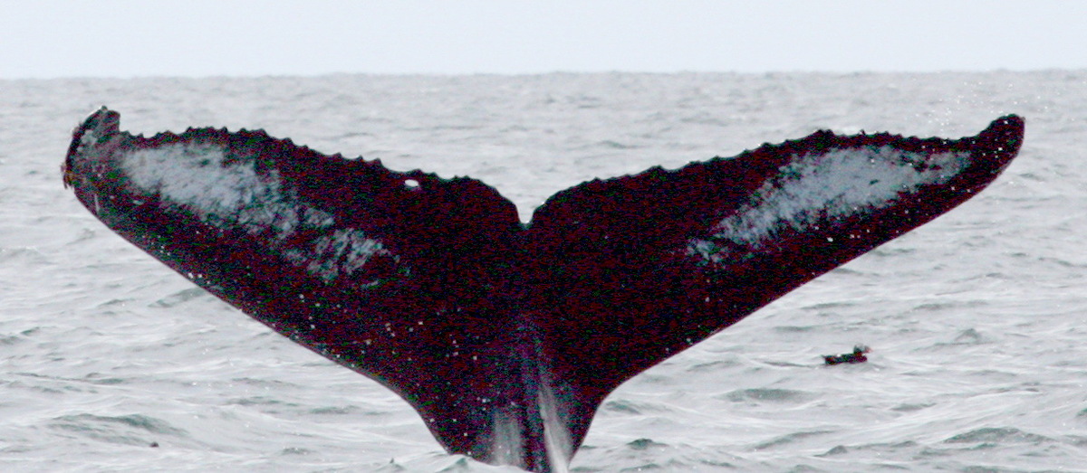 Fluke of кельт (RCHP)
