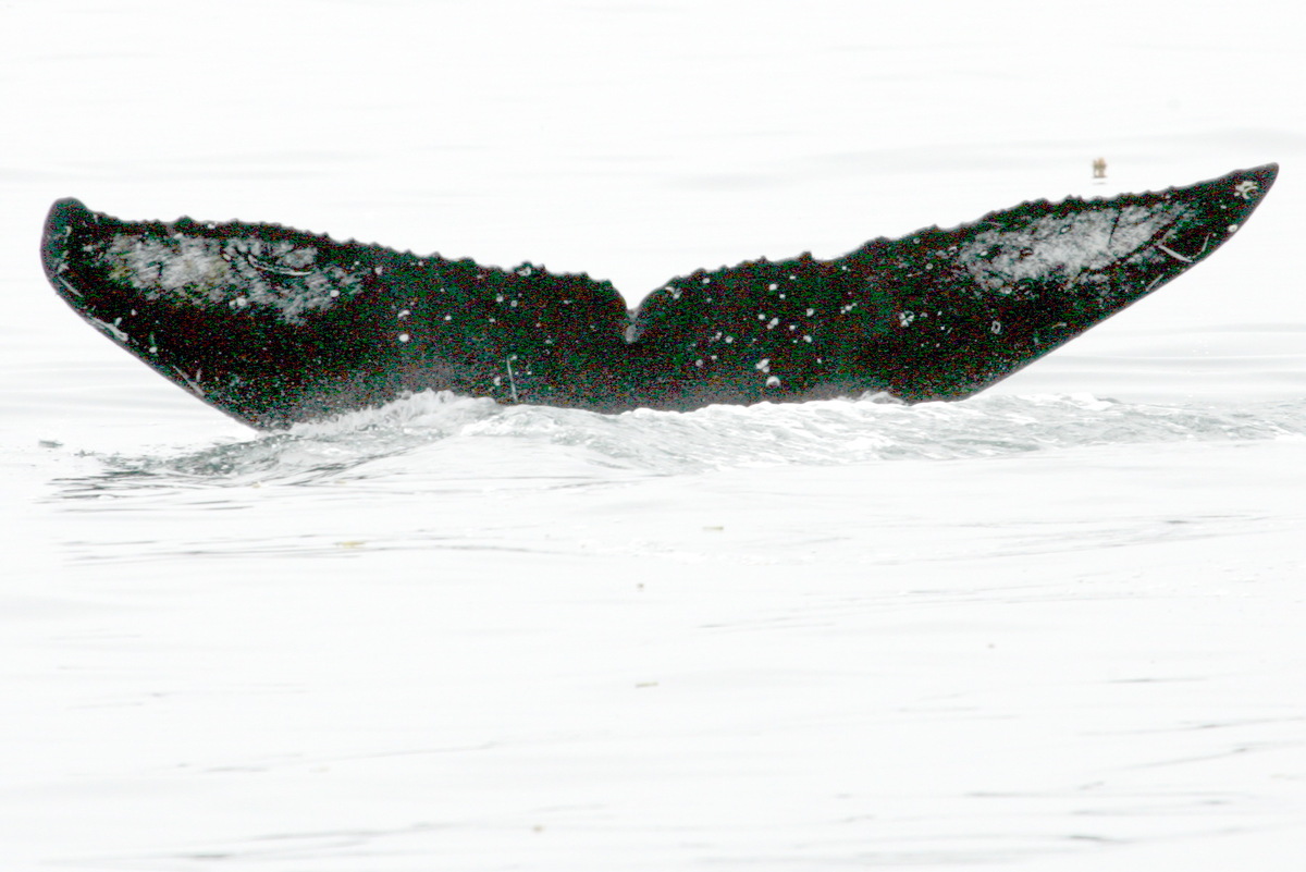 Fluke of Goodwhale (RCHP)