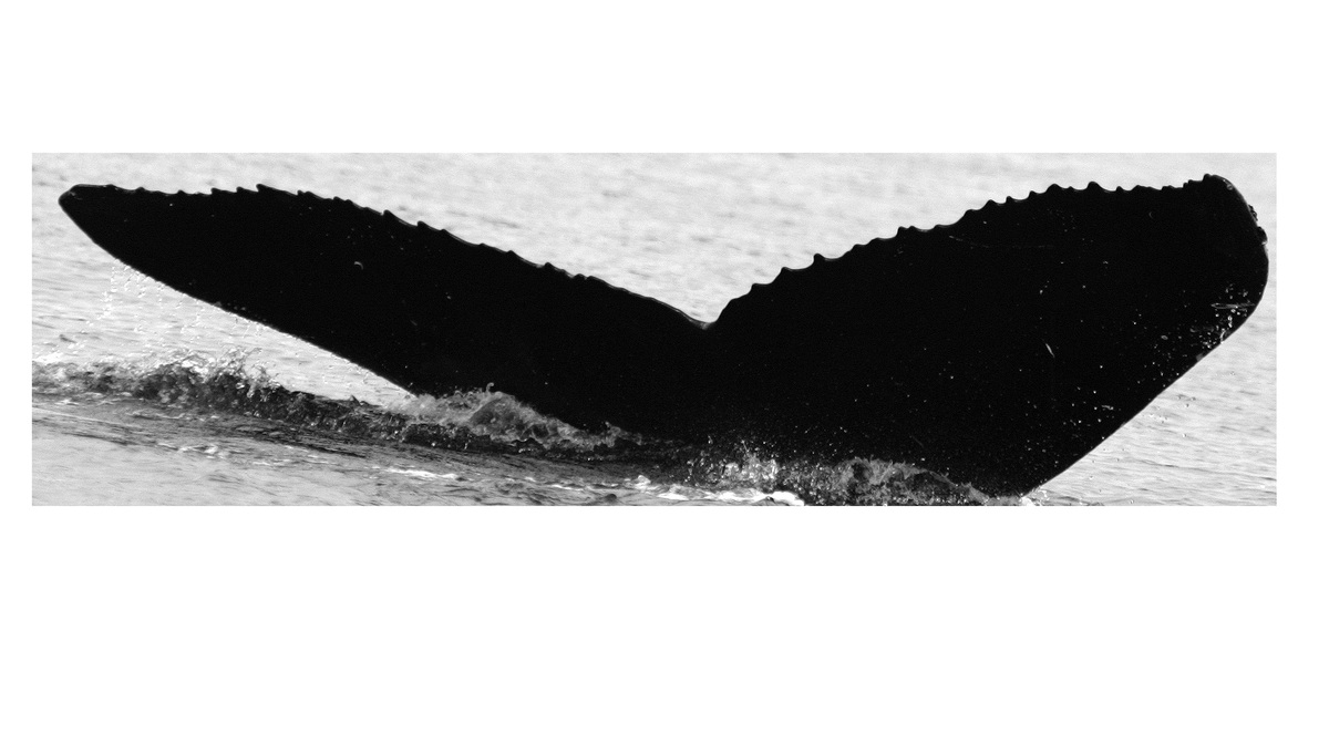 Fluke of купорос (RCHP)