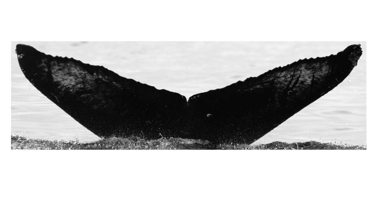 Fluke of RCHP-05RUAN066