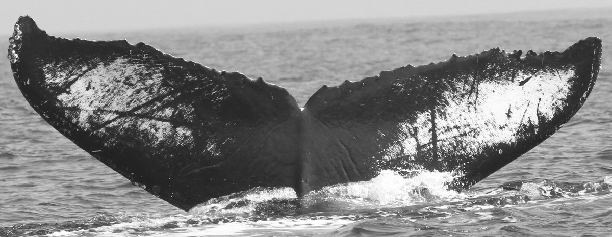 Fluke of CRC-9505