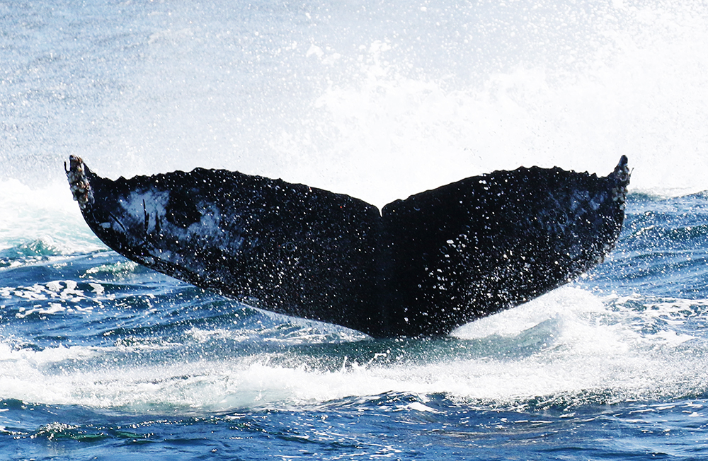 Fluke of CRC-16593