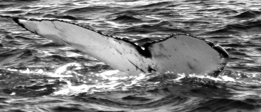 Fluke of RCHP-05RUCO108