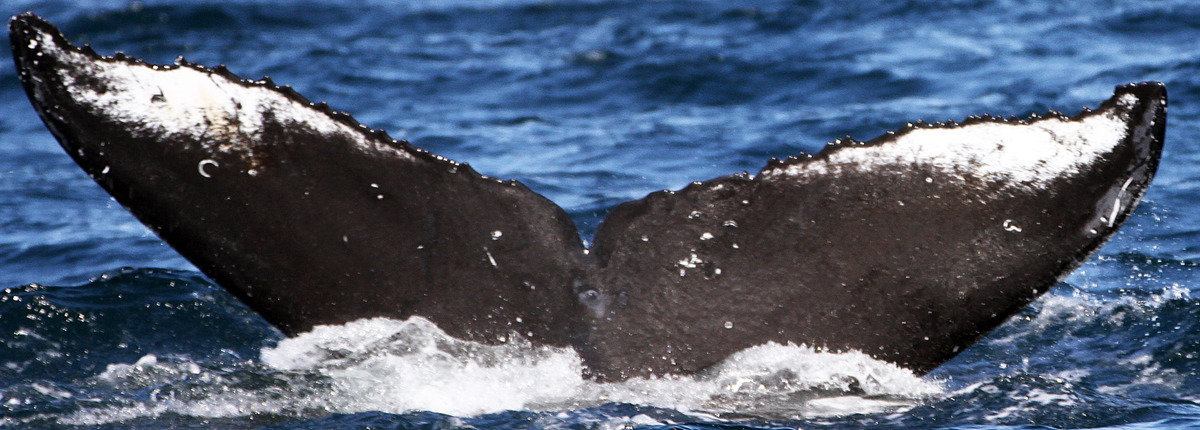 Fluke of мулла (RCHP)