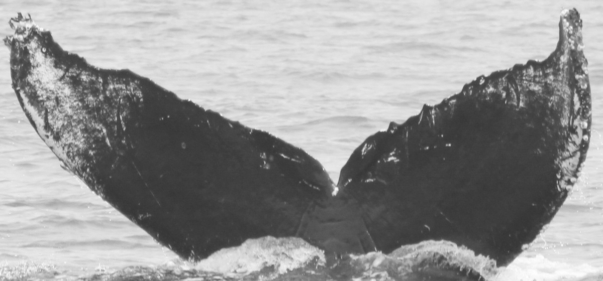 Fluke of CRC-9014
