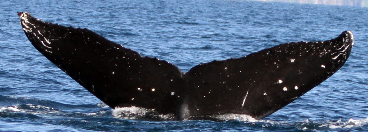 Fluke of цербер (RCHP)