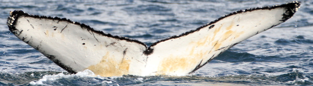 Fluke of копья (RCHP)