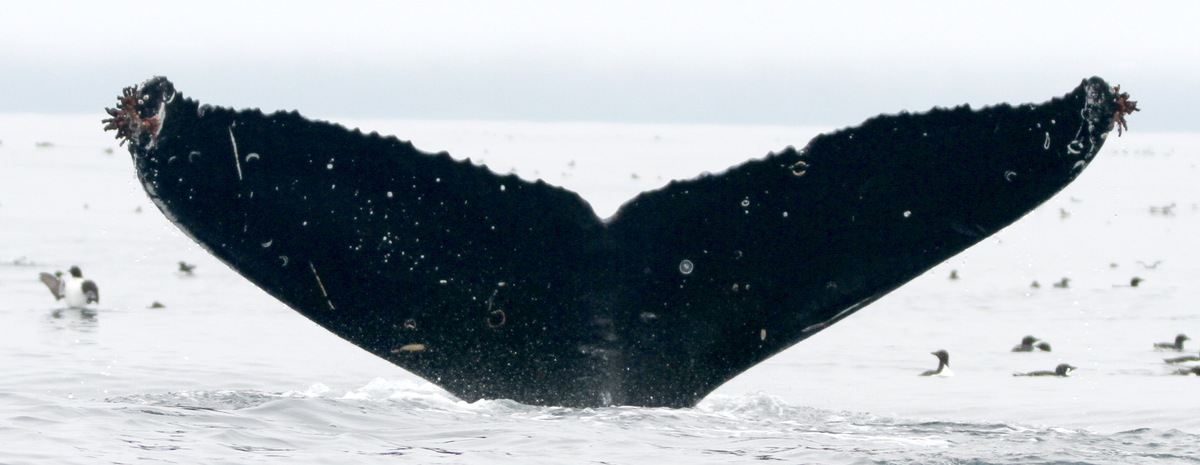 Fluke of август (RCHP)