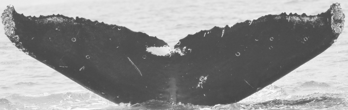 Fluke of CRC-10792