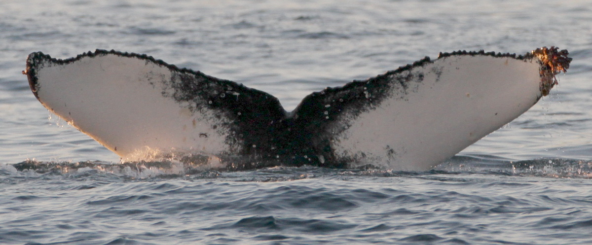 Fluke of joy (RCHP)