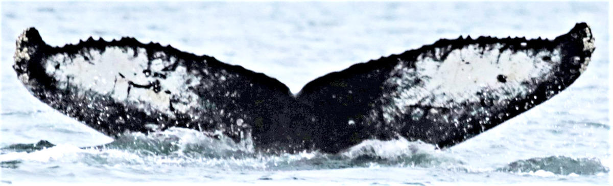 Fluke of Kroeger (Hawaii) aka амбар (RCHP)