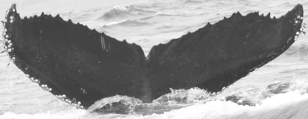 Fluke of Tutu (California)