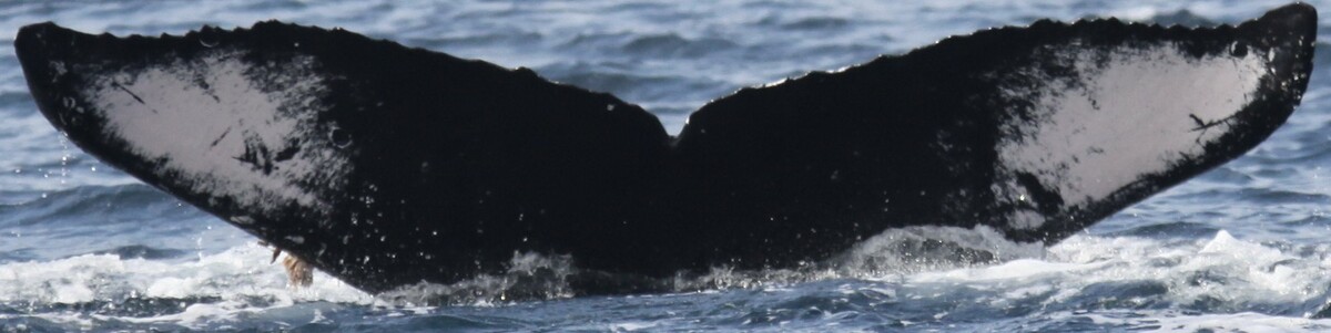 Fluke of Blingy (Guerrero)