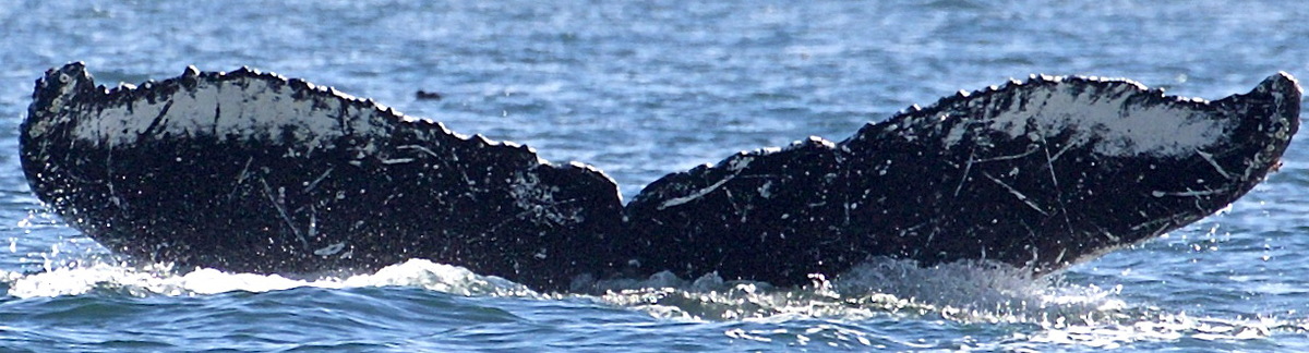 Fluke of кино (RCHP)