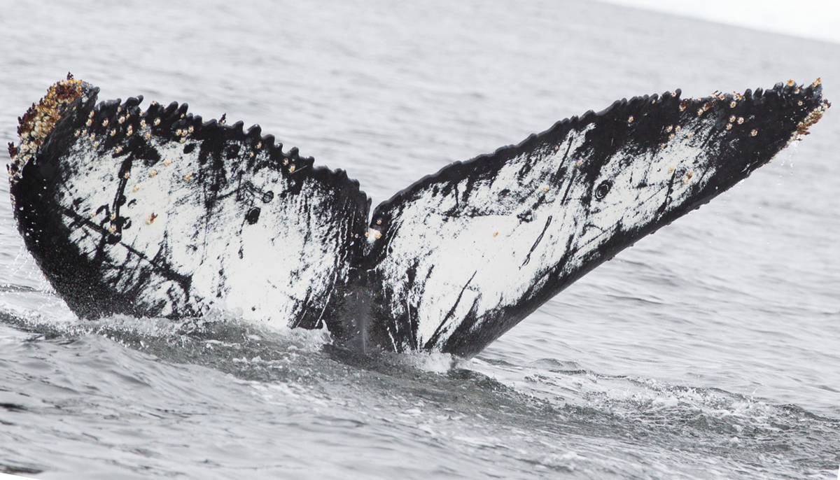 Fluke of AHWC-3189