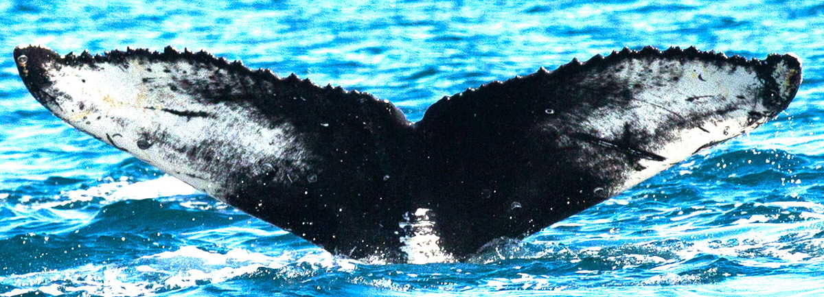 Fluke of Отелло (RCHP)