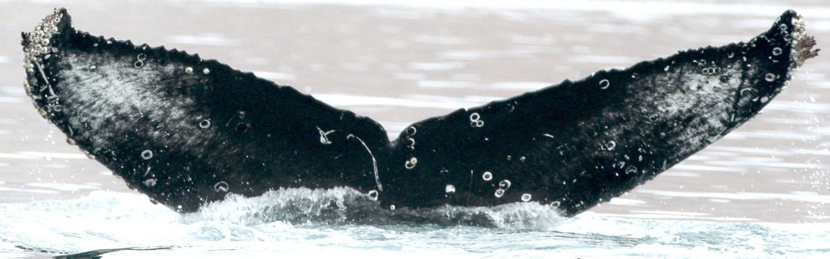 Fluke of бирюк (RCHP)