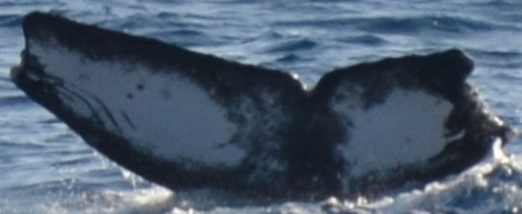 Fluke of CRC-16252