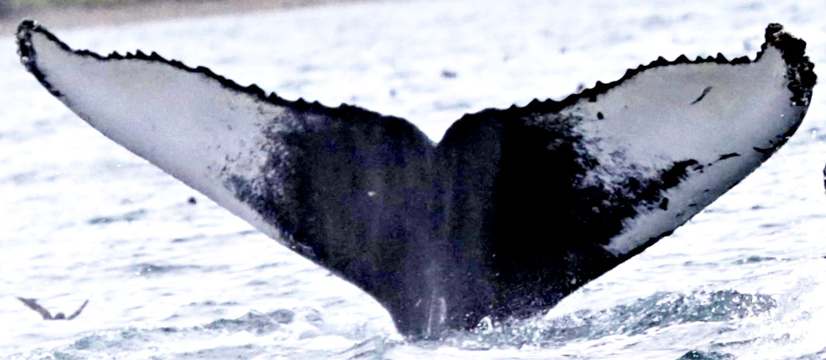 Fluke of караул (RCHP)