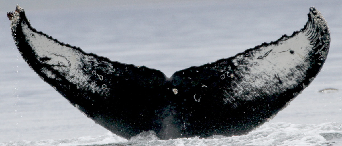 Fluke of командор (RCHP)