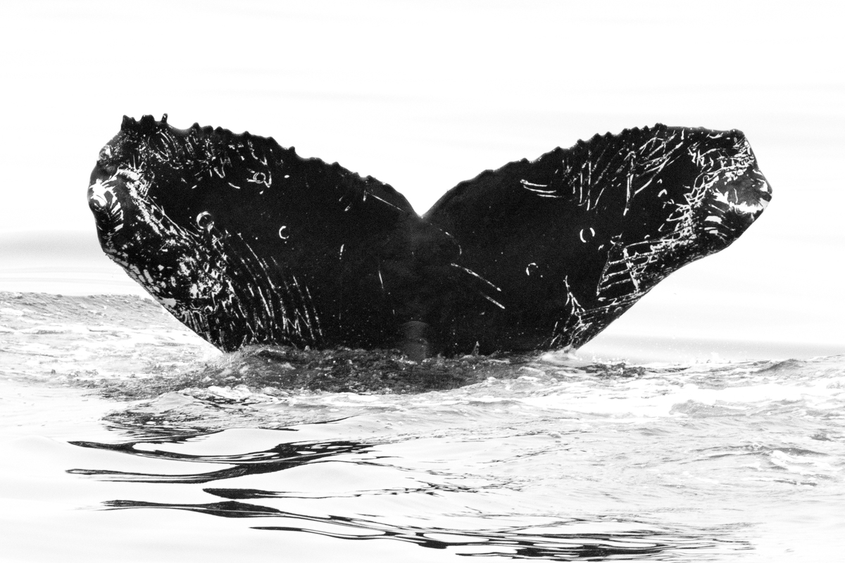 Fluke of CRC-16250
