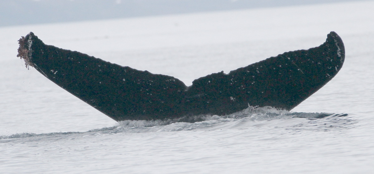 Fluke of sharp bay (RCHP)
