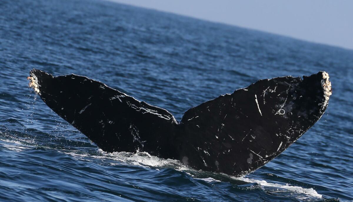 Fluke of CRC-10750